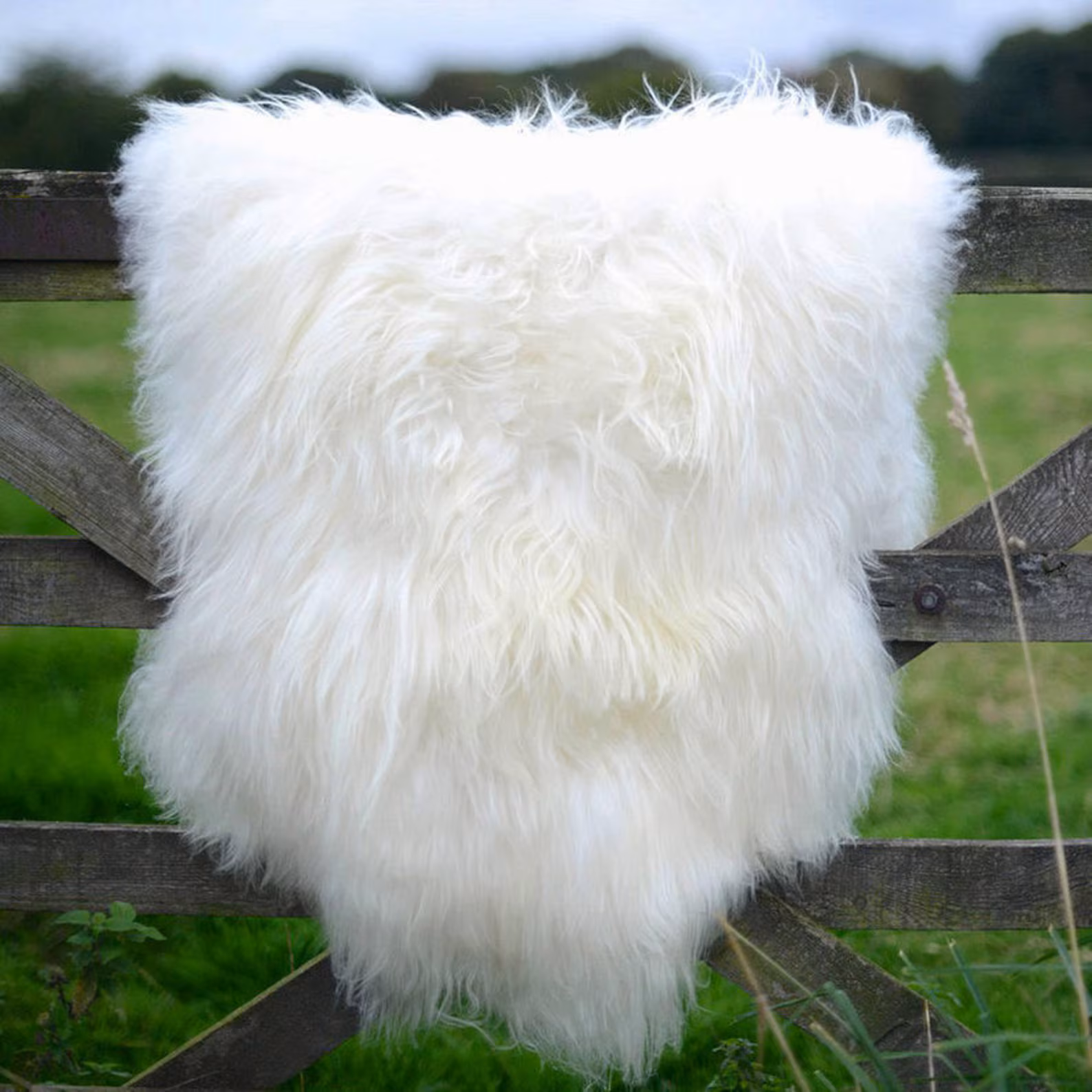 Large icelnadic sheepskin rug genuine - soft thick wool sheepskin pelt - off white